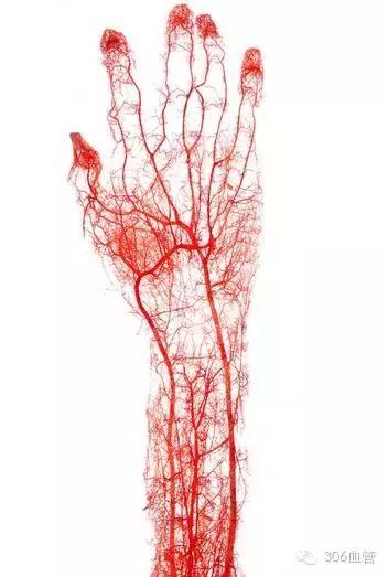 手臂毛细血管图片