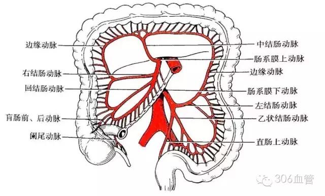 肠系膜动脉交通心脏动脉交通足部动脉交通手部动脉交通人体的动脉交通