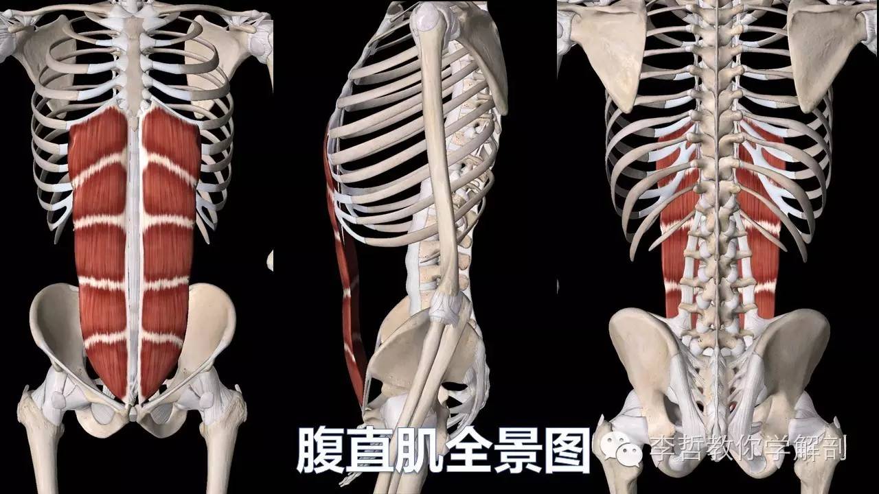 3腹直肌的全景视图和起止点腹横肌作用:3