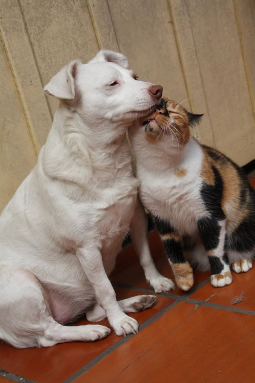 深陷其中猫猫狗狗图片