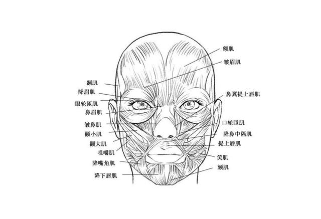 2,再进行了解脸部每块肌肉纹理走向,这对后面画素描绘画有影响,即使是