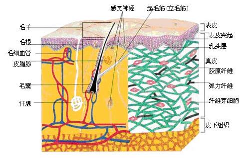 金的护肤功效