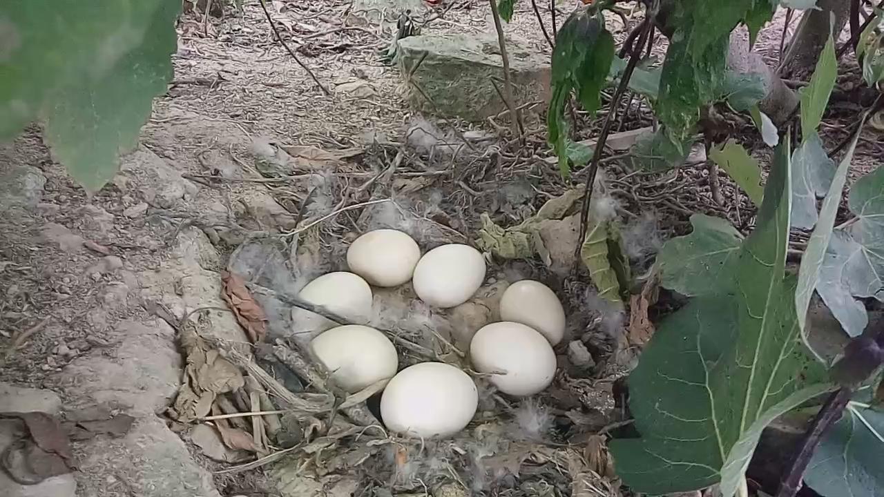 意外 無花果樹結了果還生了一窩蛋視頻見過雞生蛋,也見過蛋出雞,今天