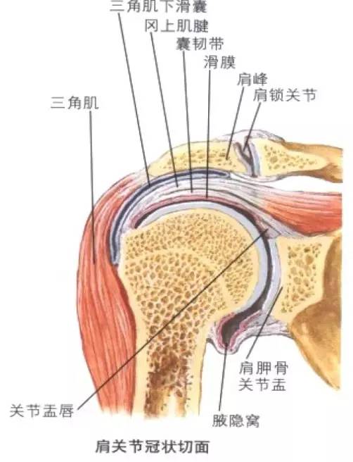 人体肩膀结构示意图图片