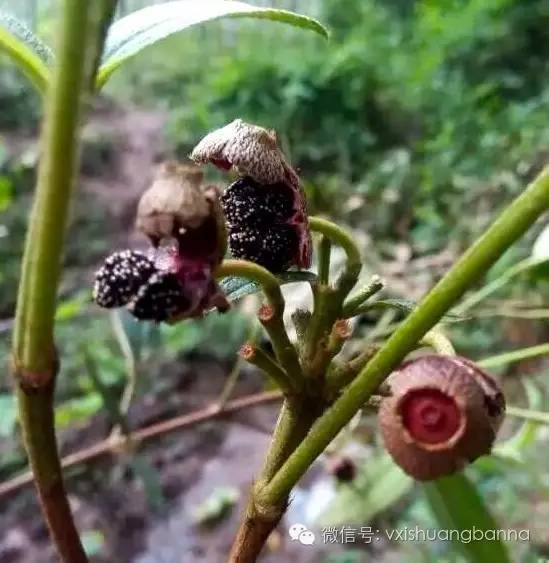 西雙版納當地生長的熱帶水果及野果99種