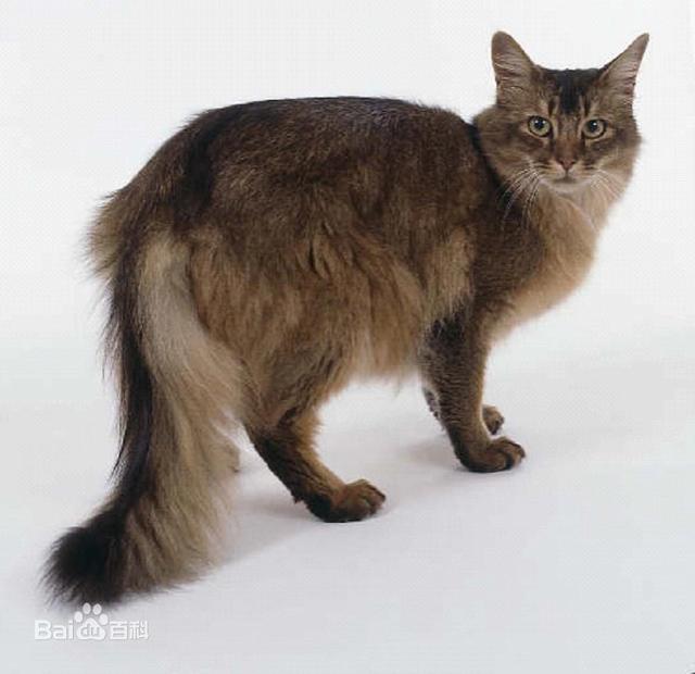 长尾猫品种图片
