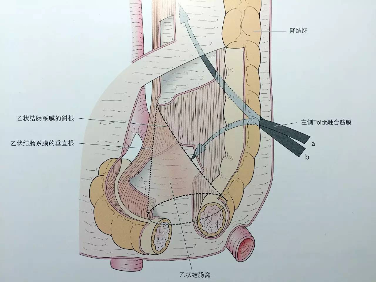 注意:筋膜和肌腱或腱膜不同,很少存在平行排列的致密结构.