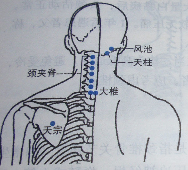 颈背部在哪位置图片图片