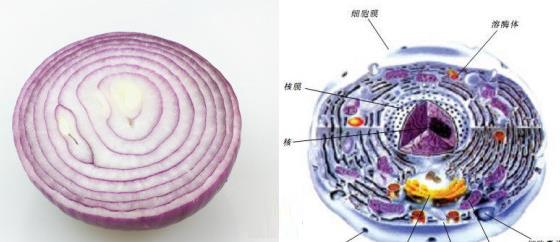 洋蔥的紋路看上去像人體細胞