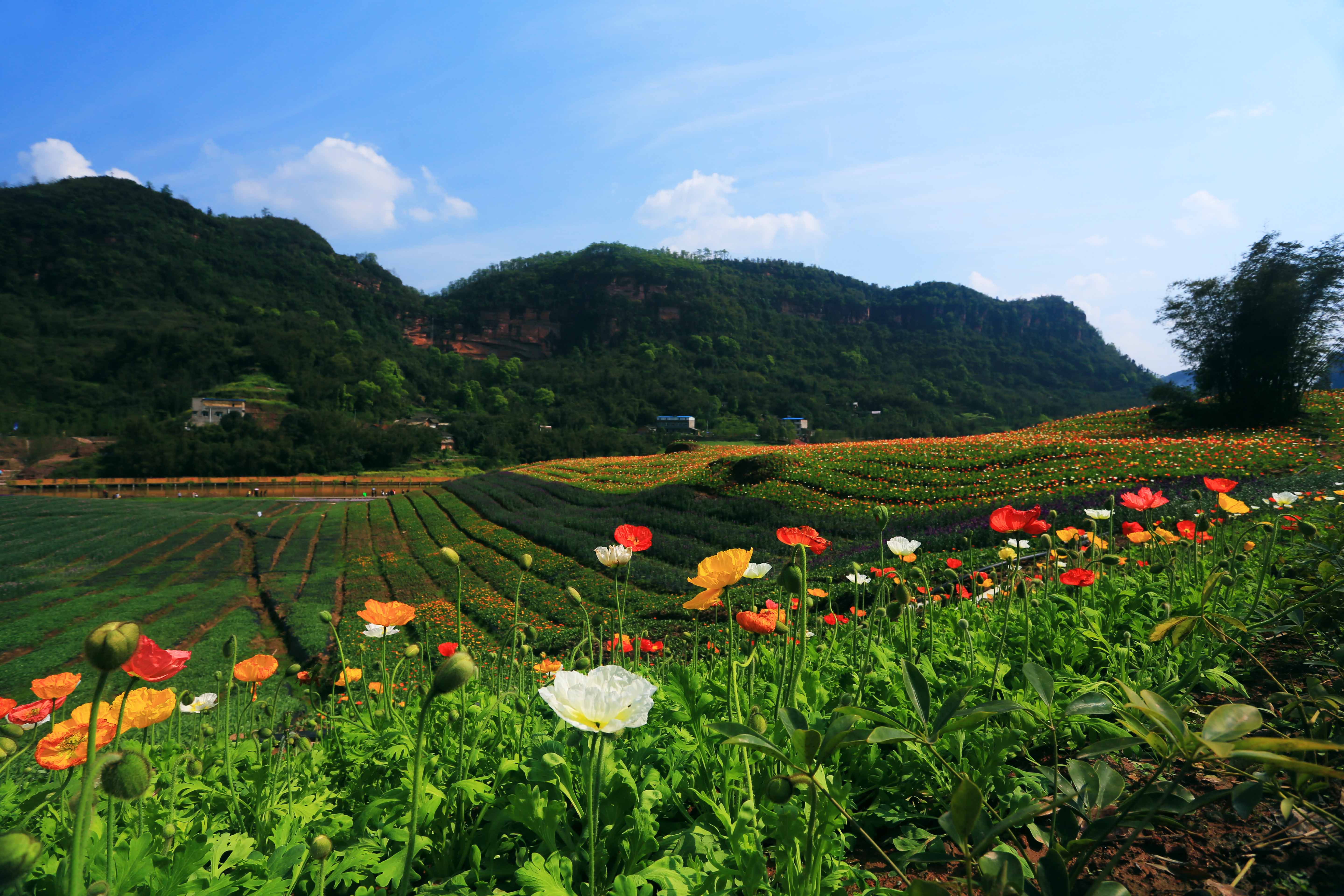 纳溪花田酒地图片