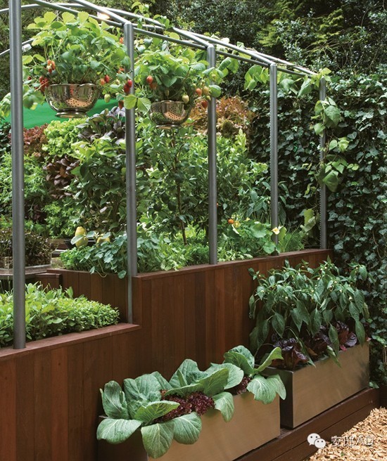 零基础也能学的蔬菜打理术让家中菜园美得赛花园