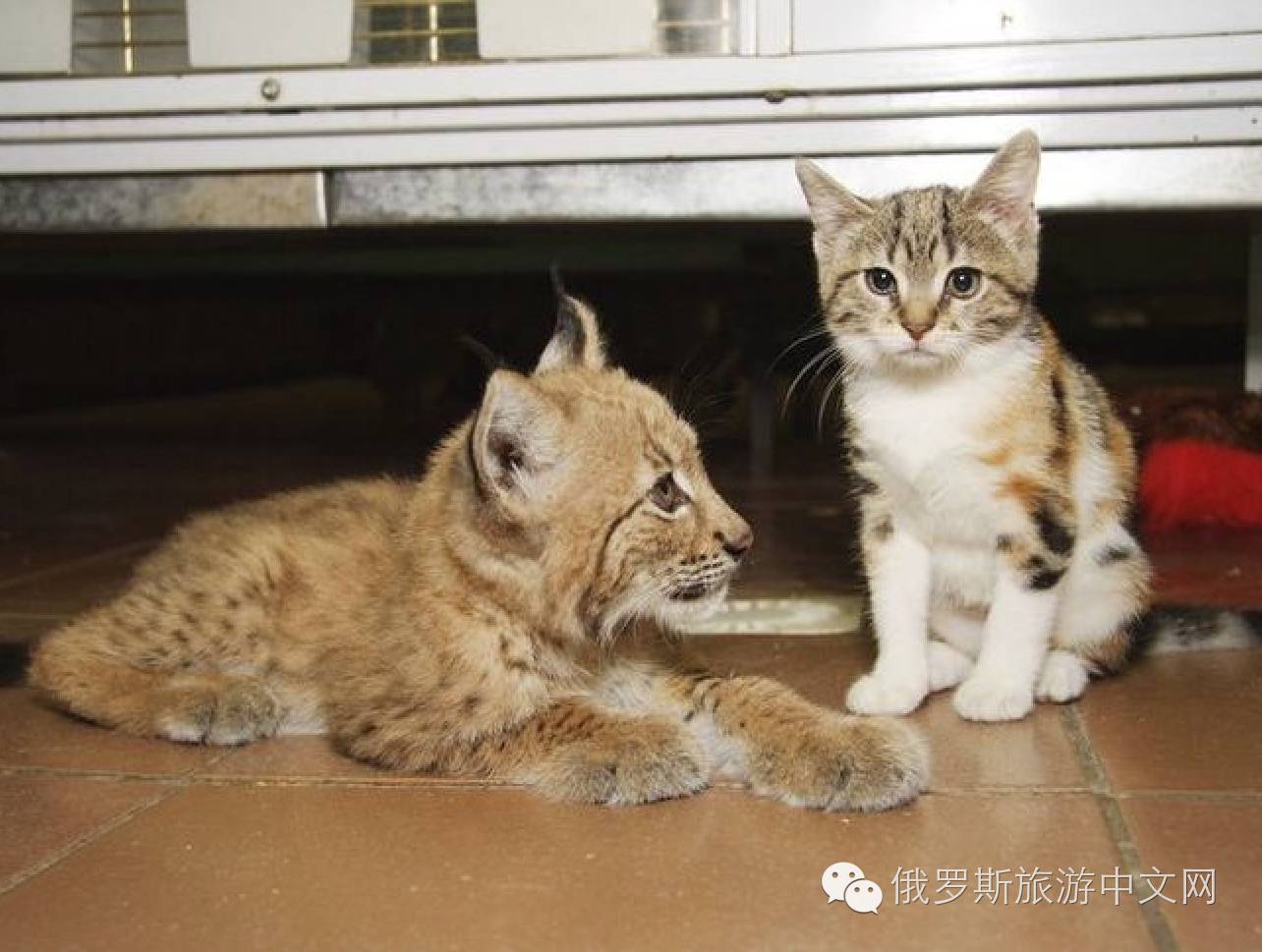 圣彼得堡动物园之猫猞猁奇缘,跨越物种的9年闺蜜情