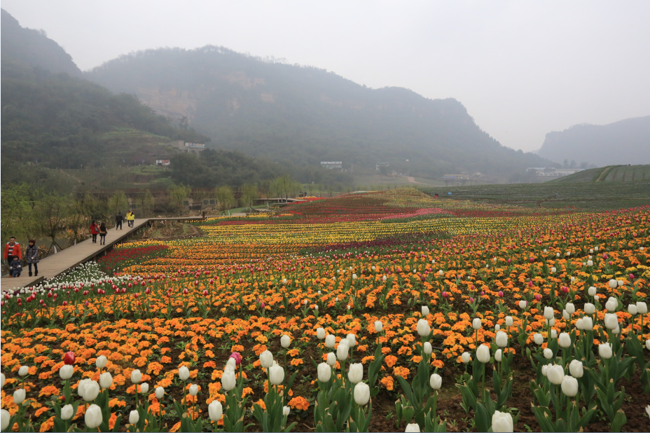 纳溪花田酒地图片