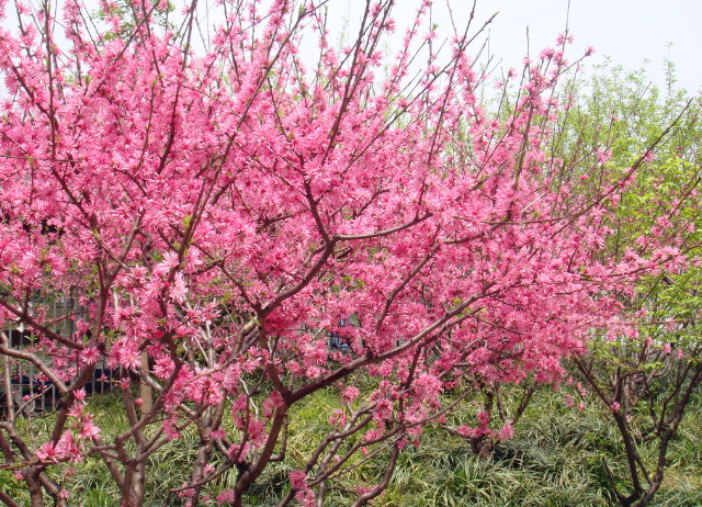 桃花風水