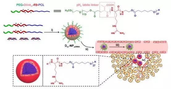生物工程癌症组织低ph响应的sirna载体胶束科普干货