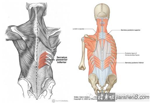 健身知识背部肌群的功能与拉伸