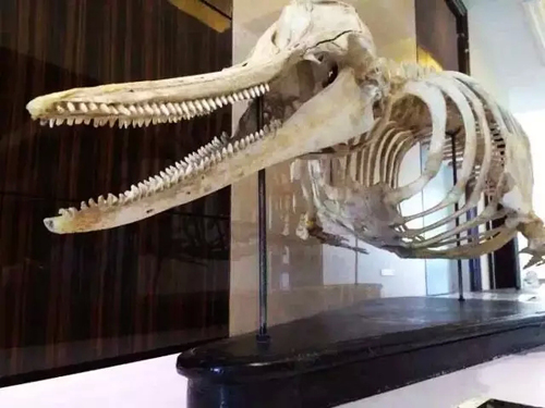 虎鲸化石图片