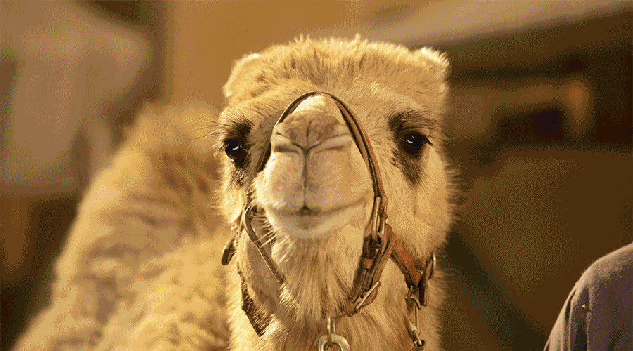 骆驼表情包gif图片