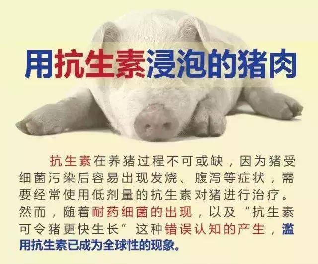 猪肉抗生素怎么滥用