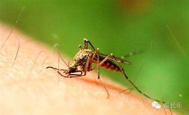 虎斑蚊子毒性图片