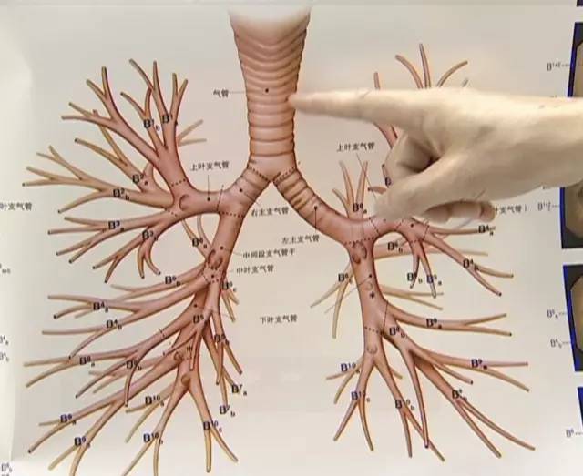支气管动脉位置图片