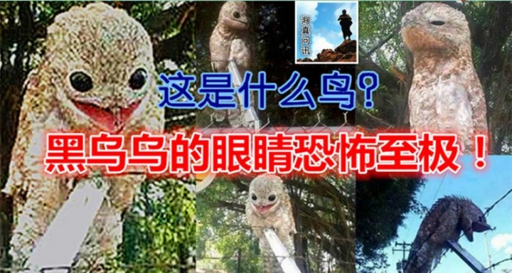 中国十大恐怖生物图片
