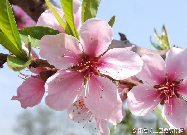 都是单身狗?这些植物放家里,帮你催旺桃花运