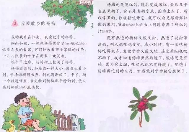 来自《我爱故乡的杨梅》1,杨梅还记得流着口水上完的语文课吗?