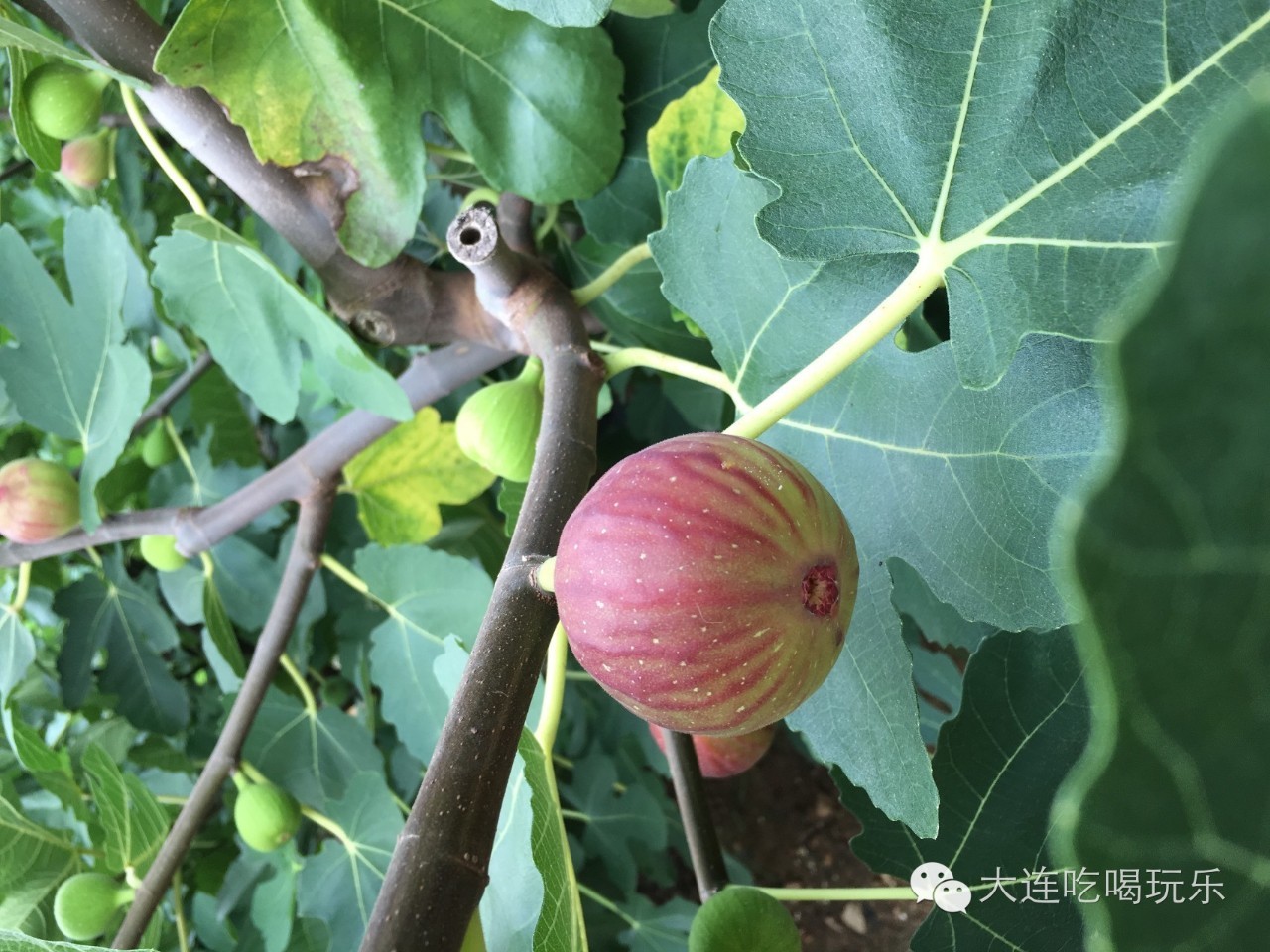 【自駕遊】9月3日,讓我們來一次無花果採摘自駕之旅!