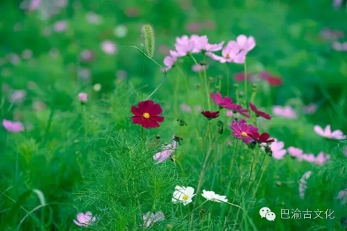 【巴渝美景】初秋时节 到南川花芊谷来感受生命的绚丽