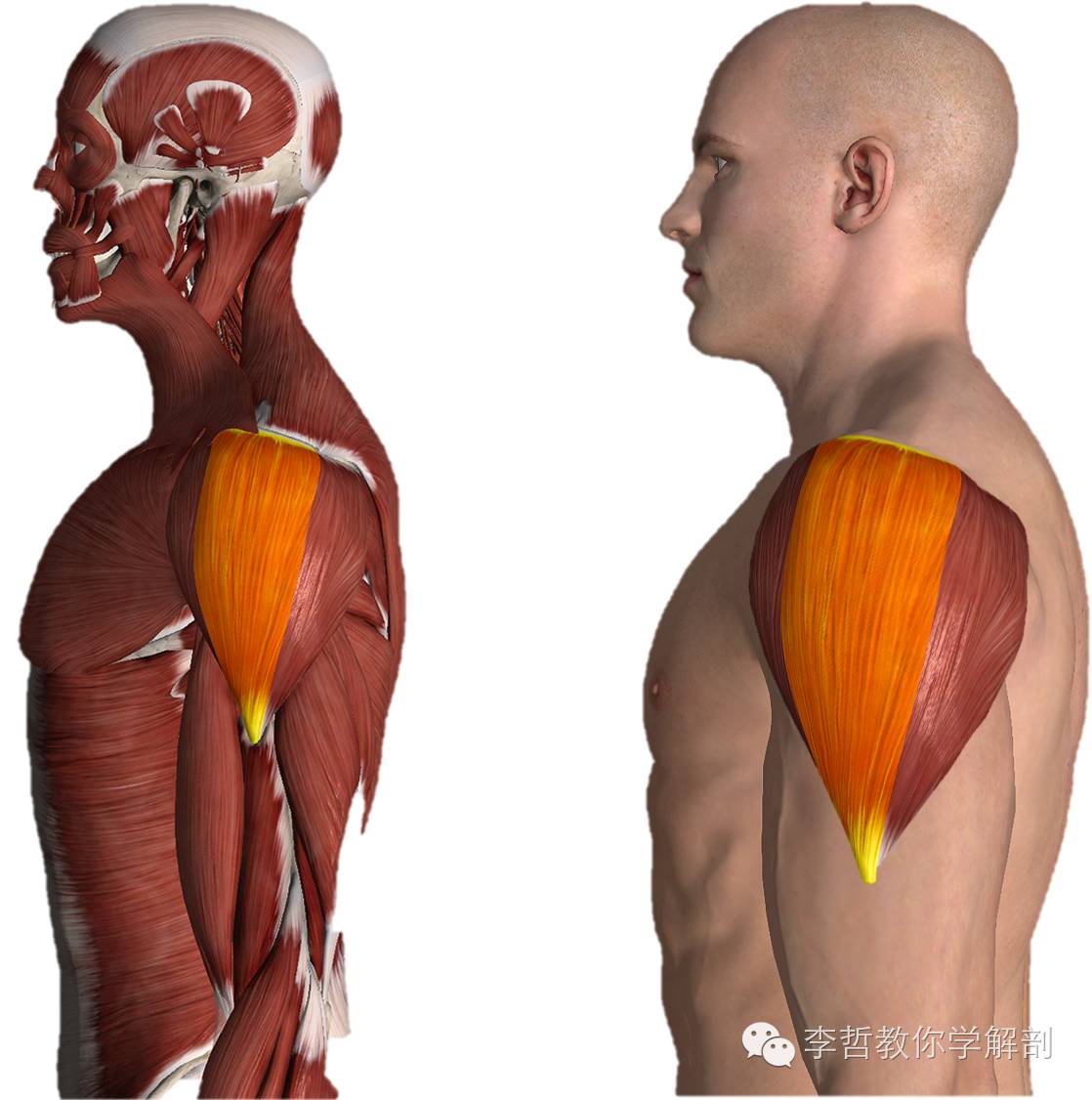 肩膀侧面肌肉图片