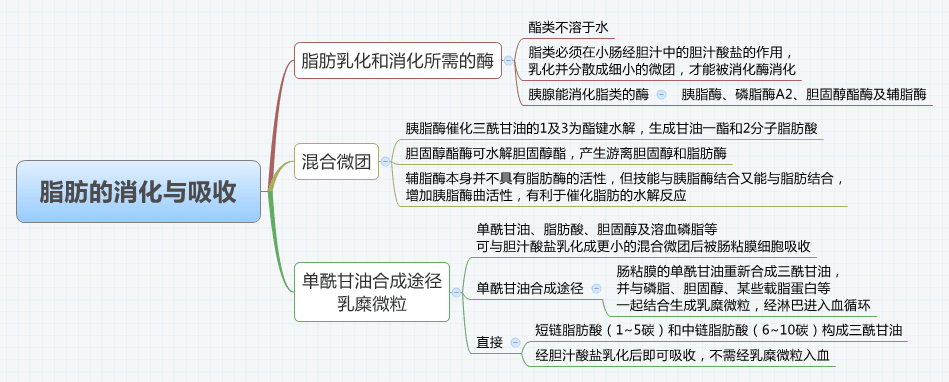 脂肪的思维导图图片