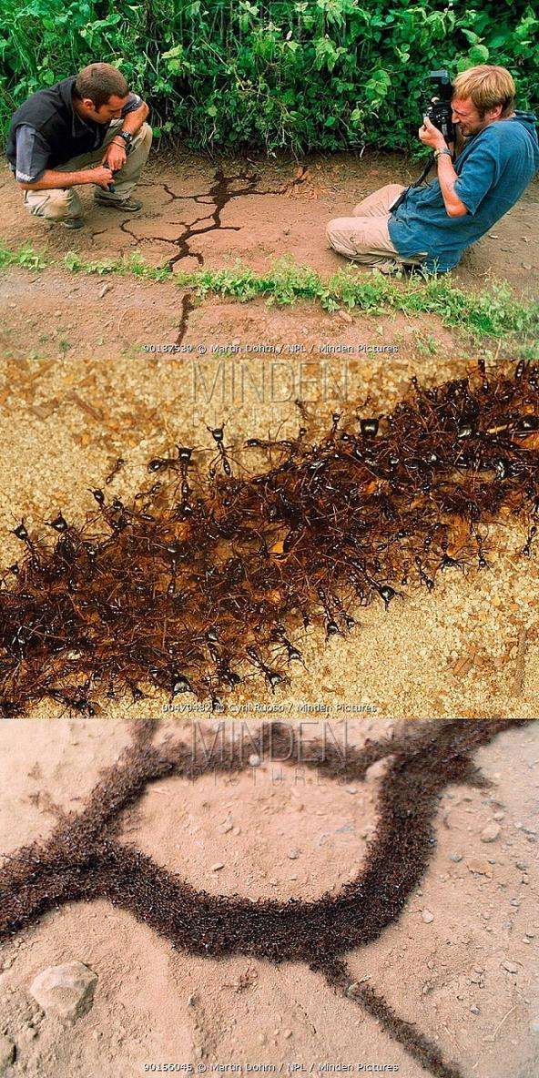 怪奇物种图鉴蚂蚁真是百看不厌啊