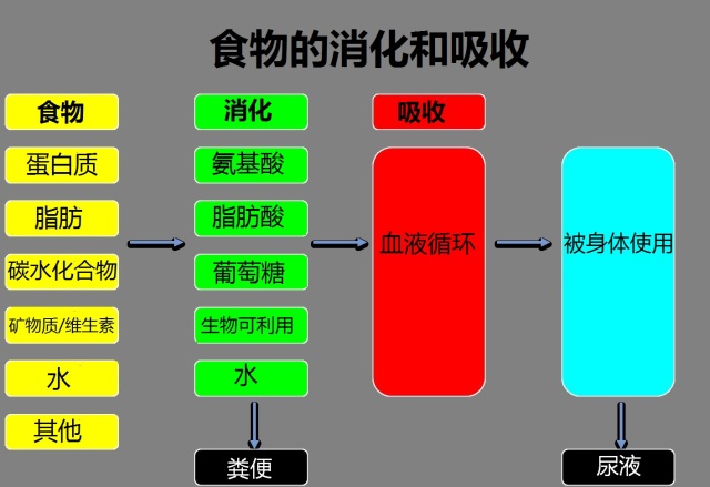 食物经过消化道的顺序图片