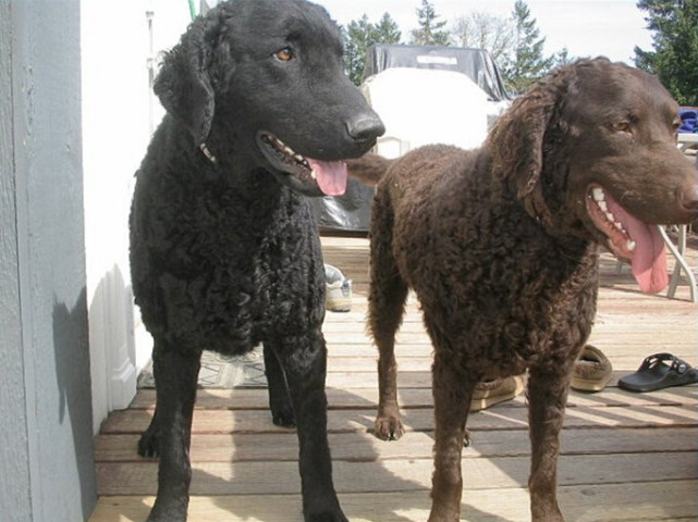 卷毛寻回犬:富有光泽的平毛寻回犬是由进口的纽芬兰犬种在大不列颠