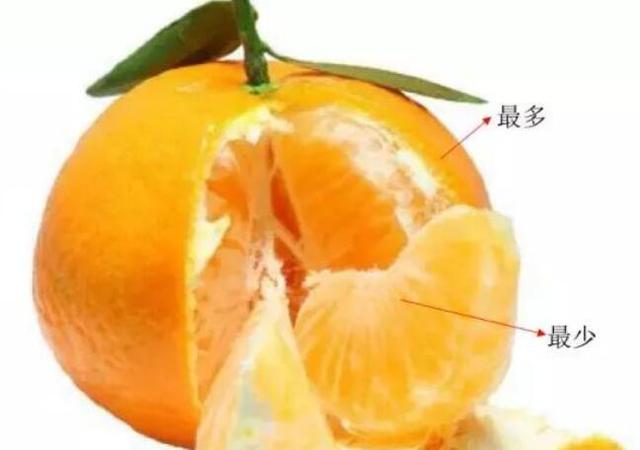 橘子的外部结构分析图图片