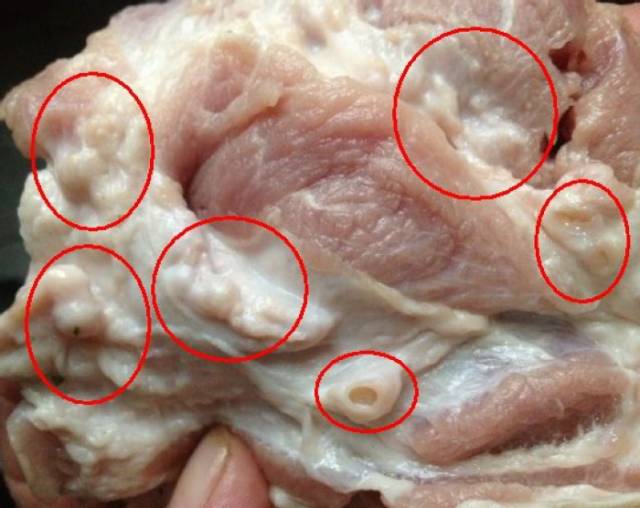 猪肉肥肉里的肿瘤图图片