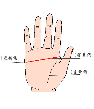 好像一条横纹将手掌分开二部分似的,那么这就通常说得断掌,手相学中