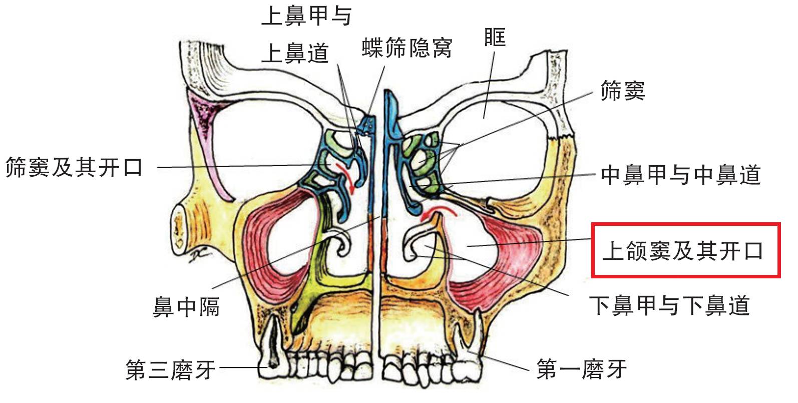 上颌窦在哪个位置图片