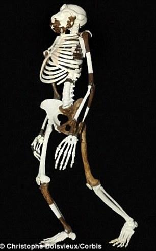 露西少女骨骼化石图片