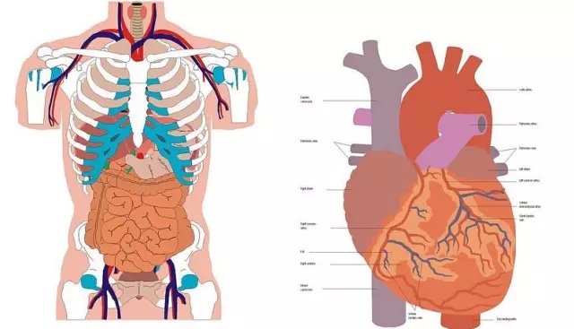 用现代医学分析,内脏运动可使腹腔内脏血液更新,能将脏器内陈旧血液