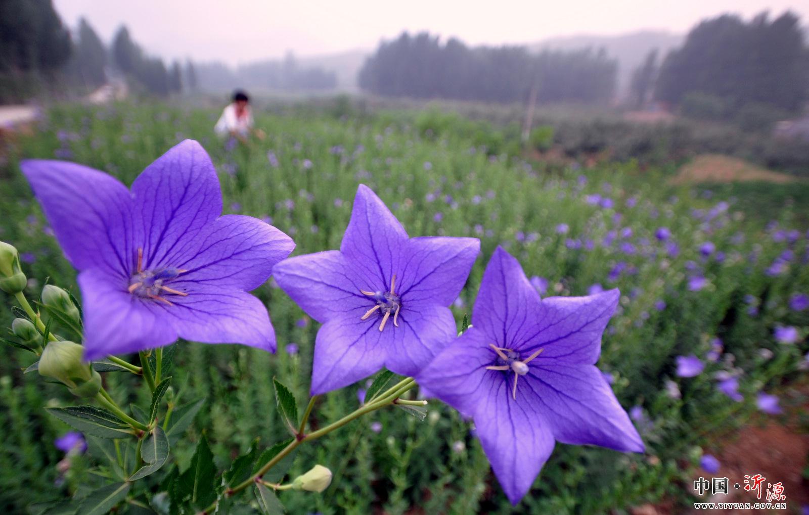 山東回龍山藥材基地桔梗種植基地