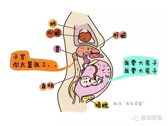分娩前后子宫的惊人变化:看内脏被挤成了啥样