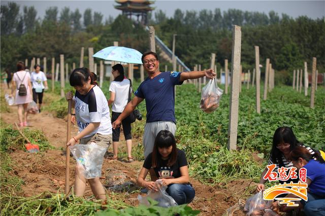 石家庄农业园唯一3a级景区晋州周家庄开启秋季采摘