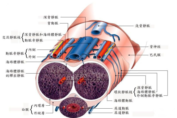 阴痉组成图片