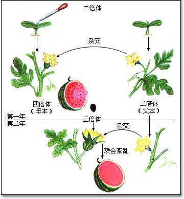 【赤霉素的作用】赤霉素是天然的植物生长调节剂,约有60多种,至今已经