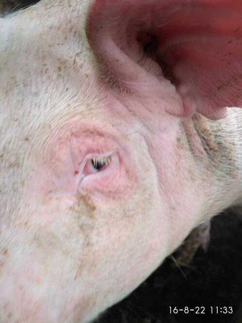 猪结膜炎 方法图片