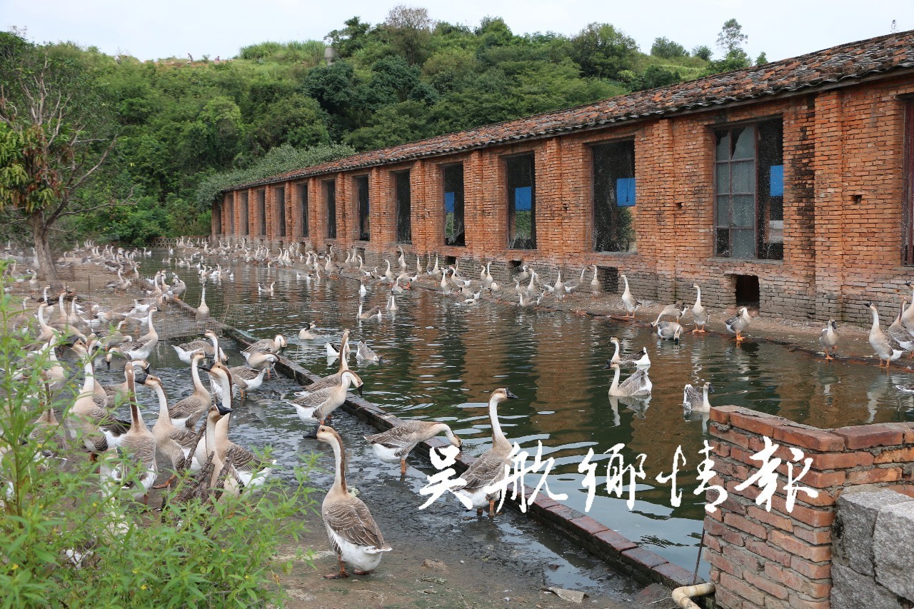 灰鹅养殖场场长刘友清介绍,目前占地约10亩的灰鹅养殖场,已拥有2000多