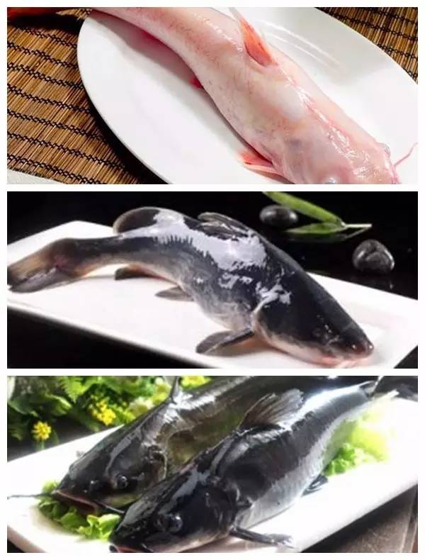 ▼▼▼红鲨 江团 黔鱼店内的三大名鱼是其实除了黑鱼腿菇吃上的是黑鱼