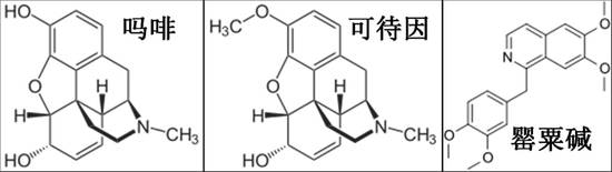 它含有20多种生物碱,其中以吗啡,可待因,那可丁,罂粟碱等为主要成分.